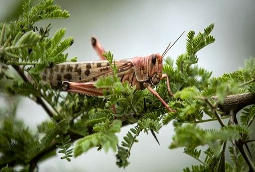پایش چشمی ملخ صحرایی در آبادان 