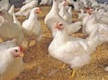 برنامه‌ریزی توسعه مرغ نژاد آرین در استان خراسان رضوی