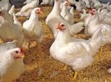 برنامه‌ریزی توسعه مرغ نژاد آرین در استان خراسان رضوی