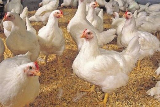 برنامه‌ریزی توسعه مرغ نژاد آرین در استان خراسان رضوی