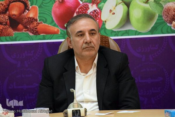 تاکنون ۲۶۵ هزار تن گندم مازاد بر نیاز  کشاورزان لرستانی خریداری شده است