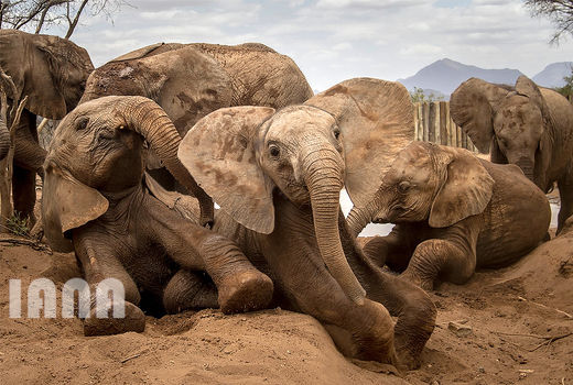 حمام خاک گرفتن فیل‌ها   