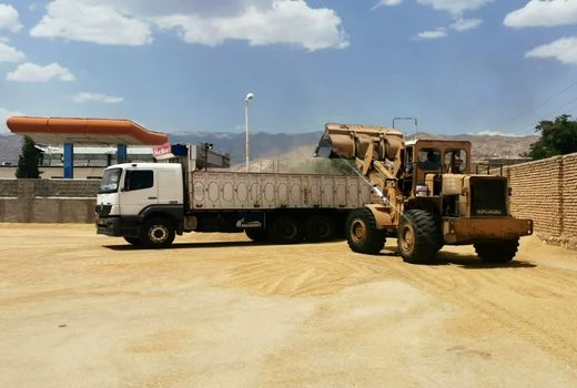 تولید بیش از 56 هزار تن غلات در فسا