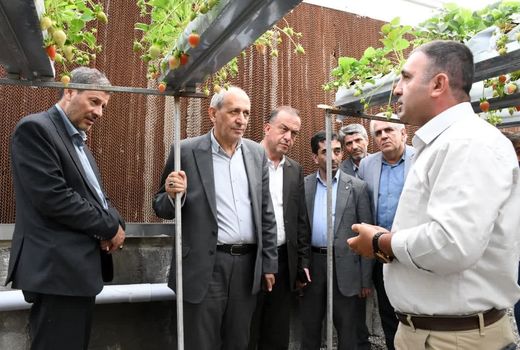 افزایش ۲۰ درصدی تولید توت‌فرنگی گلخانه‌ای در آذربایجان شرقی/ تولید سالانه به ۴۵۰ تن رسید