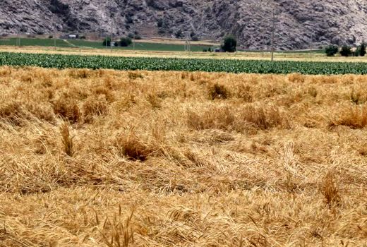 امهال تسهیلات بهره‌برداران بخش کشاورزی خسارت‌دیده