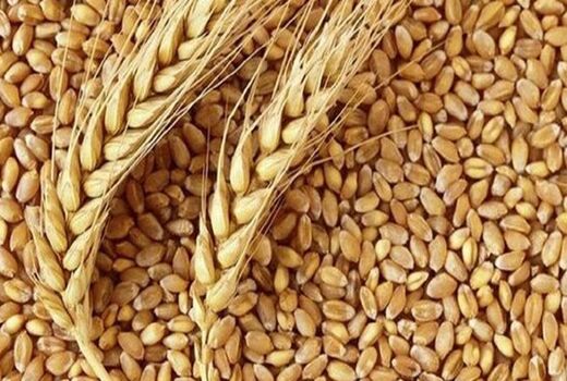 آغاز کشت پاییزه گندم در مزارع آذربایجان غربی