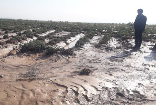 خسارت سیل به ۵۱۰ هکتار عرصه کشاورزی خراسان شمالی 