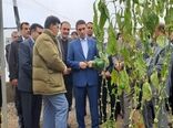 بررسی مشکلات تولیدکنندگان شهرک گلخانه‌ای امان‌آباد اراک