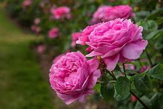 کشت گل محمدی و گیاهان دارویی در پردیس توسعه می یابد