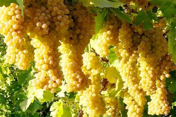 برداشت انگور از تاکستانهای جاجرم آغاز شد