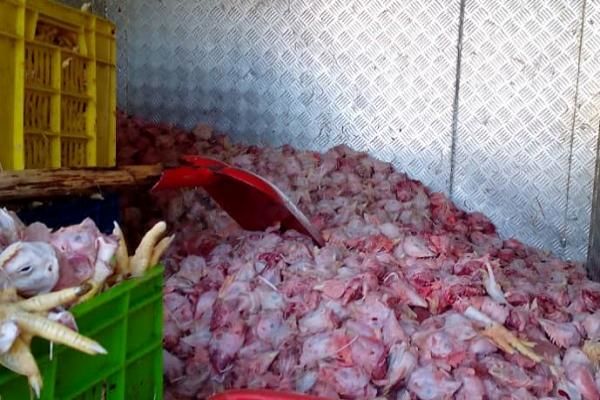 یک هزار و ۶۰۰ کیلوگرم گوشت و مرغ فاسد در تهران معدوم شد