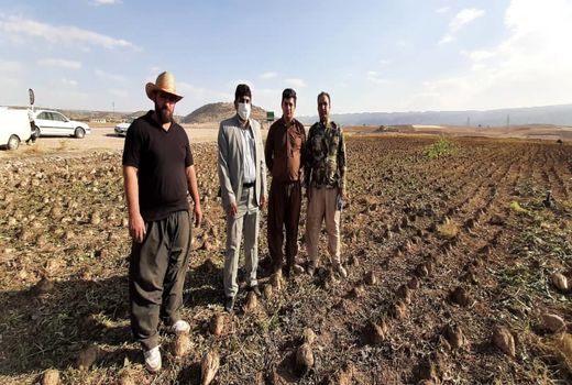 برداشت ۳۴ هزار تن چغندر از اراضی استان ایلام