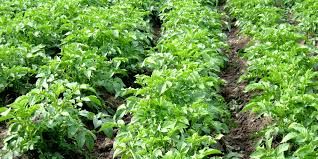 برداشت سیب زمینی در شهرستان ارزوئیه اتمام یافت