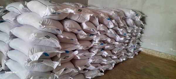 تامین بیش از 2 هزار و 600 تن بذر گندم در شهرستان کازرون