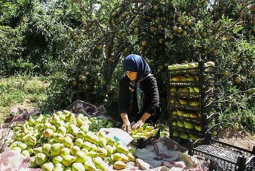آغاز برداشت گلابی از باغات استان قزوین