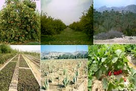 افتتاح بیش از80 پروژه بخش کشاورزی در دهه فجر امسال