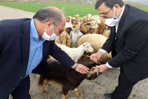 پلاک‌کوبی 28 هزار راس دام در شهرستان اهر