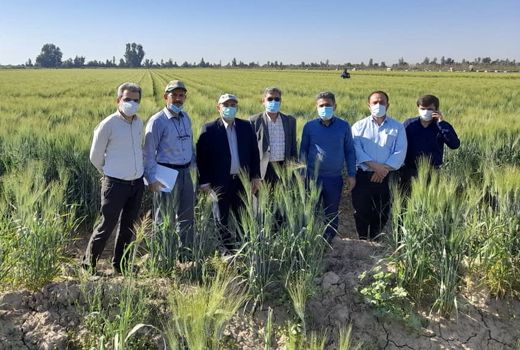بازدید معاون مجری طرح گندم کشور از مزارع خوزستان