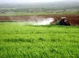 سمپاشی ۳ هزار هکتار از مزارع کردستان علیه آفت ملخ
