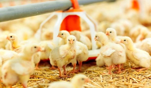 رکورد ۱۰ ساله جوجه‌ ریزی در خوی با حمایت فرماندار ویژه شکسته شد