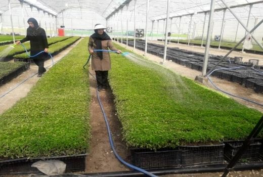 بزمیان، روستای گلخانه ای مرودشت، پیشرو در تولید نشا