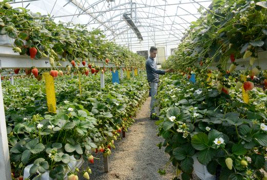 تحقق ۱۰۲ درصدی سهمیه اشتغال بخش کشاورزی شهرستان البرز