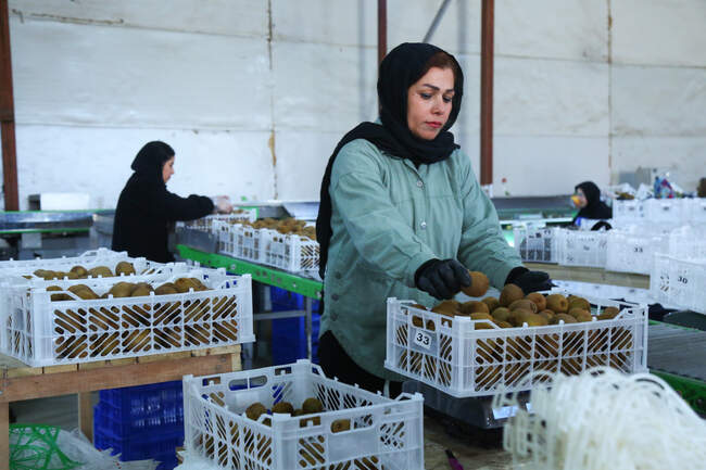  میوه ای شگفت انگیز به نام کیوی 