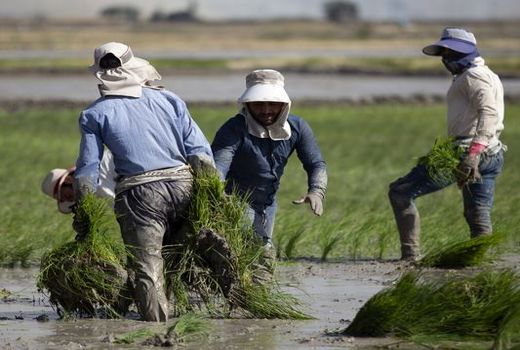 کشاورزان خراسان شمالی تمایلی برای توقف کشت برنج ندارند