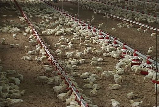 جوجه ریزی سه میلیون و ۵۵۸ هزارقطعه در واحدهای مرغ گوشتی استان قزوین