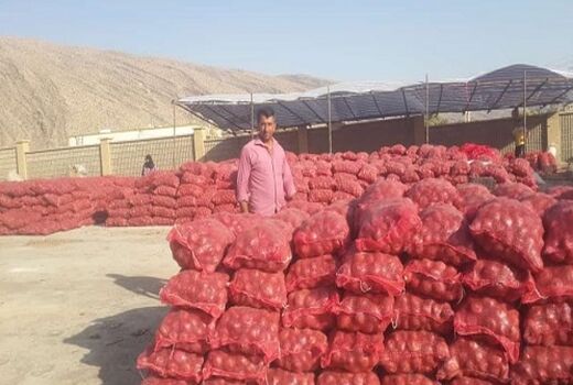 تولید پیاز در شیراز از 30 هزار تن گذشت 