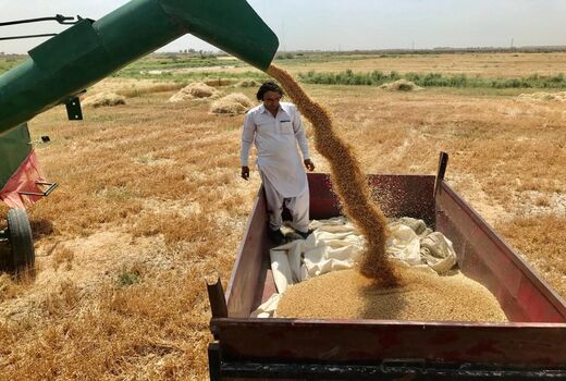 خرید گندم مازاد بر مصرف کشاورزان سیستان وبلوچستان ازمرز 10 هزار تن گذشت