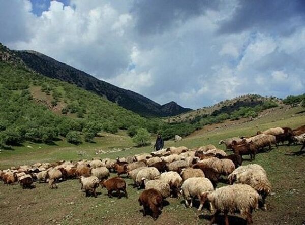 ممنوعیت ورود دام به مراتع چهارمحال و بختیاری