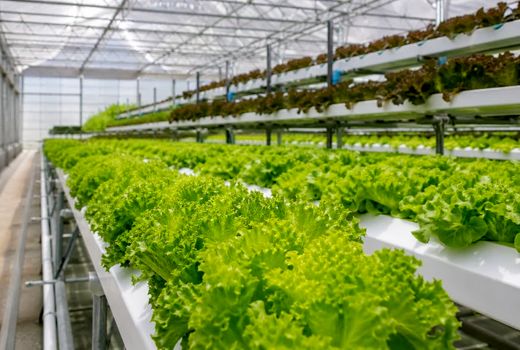 سبزیجات برگی؛ ظرفیت مغفول گلخانه‌ها برای تولید سالم‌تر با مصرف آب کمتر