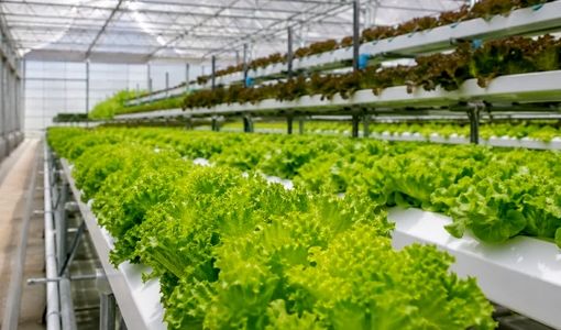 سبزیجات برگی؛ ظرفیت مغفول گلخانه‌ها برای تولید سالم‌تر با مصرف آب کمتر