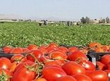 ضرورت توسعه زنجیره‌های ارزش کشاورزی قراردادی محصول گوجه فرنگی 