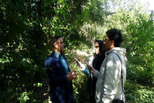 رتبه نخست شهرستان کلیبر در تولید زغال اخته