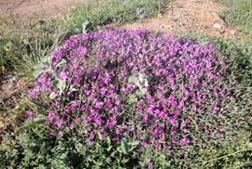 گون بیشترین گونه گیاهی که امسال در آتش سوخت