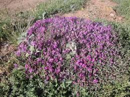 گون بیشترین گونه گیاهی که امسال در آتش سوخت