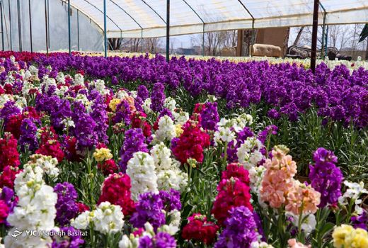 خمینی شهر بزرگترین تولیدکننده شب بوی گلدانی در کشور