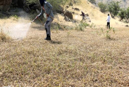 مبارزه با ملخ در سطح ۸۵۰ هکتار از اراضی شیروان انجام شد