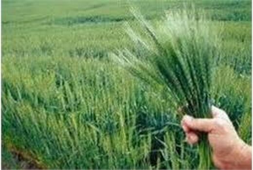 کشت جو علوفه ای در 3200 هکتار شالیزار آمل/ تولید 80 هزار تنی