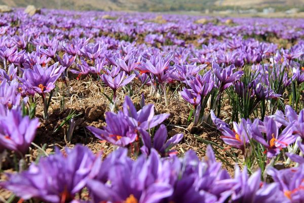پیش بینی برداشت 180 کیلوگرم زعفران در بن