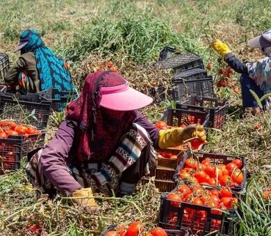 توانمندسازی ۳ هزار زن روستایی برای حضور در بازارهای بین‌المللی