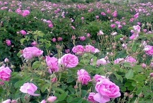 شروع برداشت گل محمدی در شهرستان سربیشه