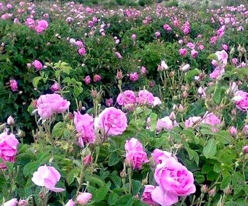 شروع برداشت گل محمدی در شهرستان سربیشه