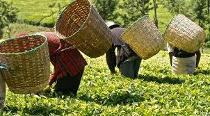 تولید 135 هزار تن برگ سبز چای در سال جاری
