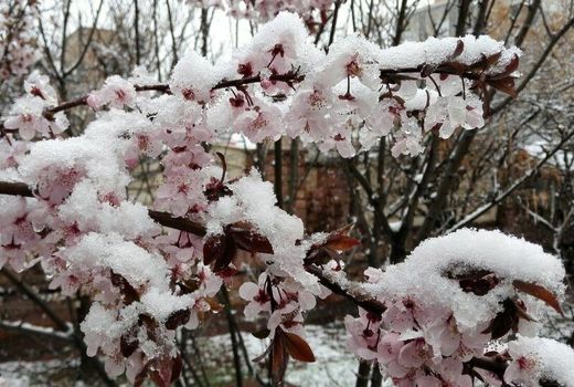 سرما و تگرگ بیش از هزار میلیارد ریال به مزارع و باغات میاندوآب‌ خسارت وارد کرد