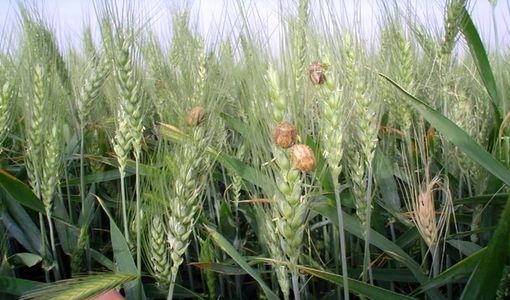 آفت سن مادر، ۲۰ درصد به گندم خسارت وارد می‌کند