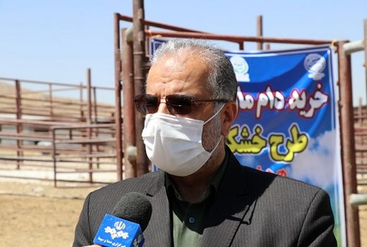 خرید حمایتی دام زنده از عشایر استان فارس آغاز شد