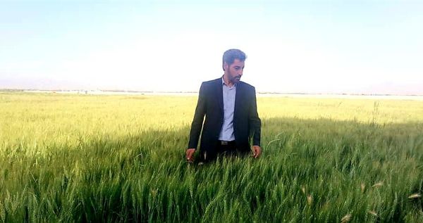 پیش بینی تولید ۶۴ هزار تن گندم از مزارع ارومیه 